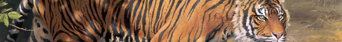 Detail from Ranthambore Tiger