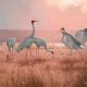 On a smoke hazed afternoon, I watched as two species of cranes (Brolgas and Sarus Cranes) blended together in a feeding flock, as is often the case. This is interesting, as when they go to roost of an evening they separate into groups of their own species.