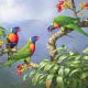 Rainbow Lorikeets are boisterous noisy gangsters of the bird world but are spectacularly beautiful. Watching a flock speeding through the trees you wonder how they manage to avoid hitting a trunk.