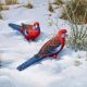 The red and blue of Crimson Rosellas against the white and blue of the snow has been in my mind for many years but this is the first time I have painted the subject. I have shown the birds feeding on Briar Rose, one of their favourites.