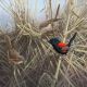 This painting was inspired by watching a gorgeous male Red-backed Wren hopping about in dead grass. The brilliant red and black of the male is complemented by the straw colour of the grass.