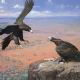 In this painting I tried to capture a moment of connection between these two magnificent Wedgetailed Eagles. As there is no rock or branch joining them and with only air between them it had to be the “look” connecting them.