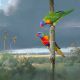 Rainbow Lorikeets are loveable gangsters of the bird world. They always seem to have a wicked look in their eye and I feel I have captured that character in this painting.

The birds are depicted feeding from the flowers of Grass Tree in the morning sun on the moors at Myall Lakes.
